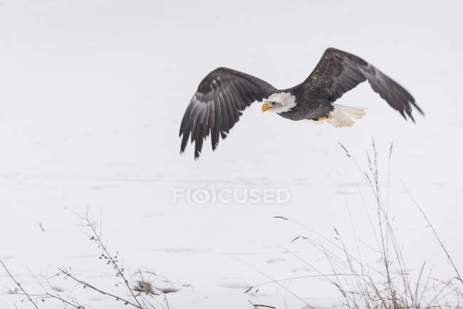 Águia careca voando no campo de inverno — Fotografia de Stock