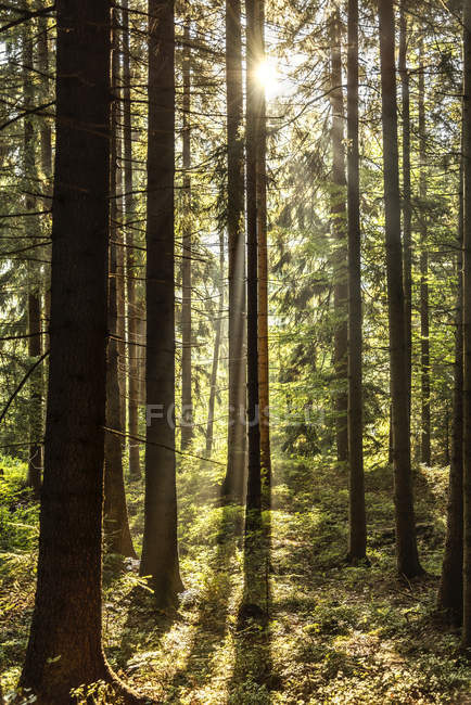 Chequia, Hradec Kralove, bosque en el Parque Nacional de las Montañas Gigantes - foto de stock