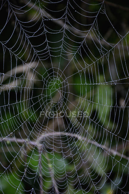 Verlassenes Spinnennetz mit Tautropfen, Nahaufnahme — Stockfoto