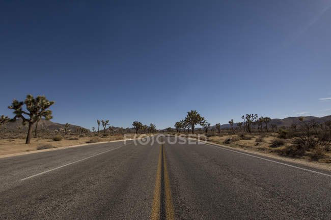 View of empty road and trees on sides during daytime — Stock Photo