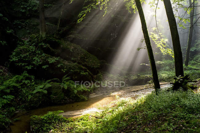 Alemania, Sajonia, Elba Montañas de piedra arenisca, la luz del sol en el bosque y arroyo - foto de stock