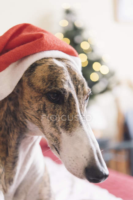 Ritratto di levriero con cappuccio natalizio — Foto stock