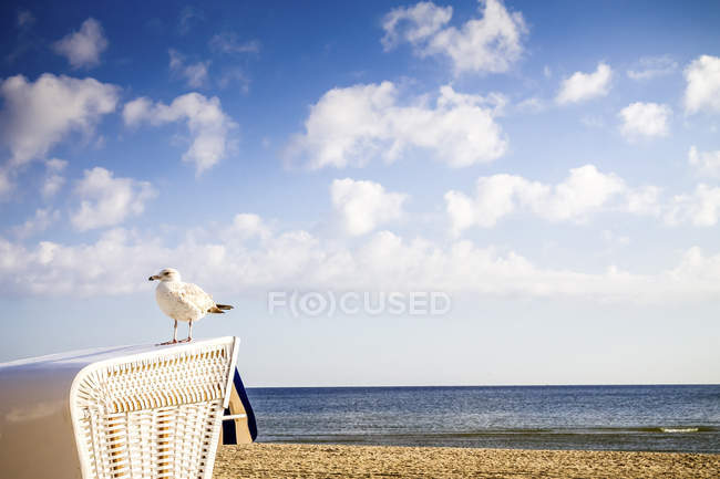 Uccello gabbiano sul bordo della sedia a sdraio, paesaggio marino sullo sfondo — Foto stock