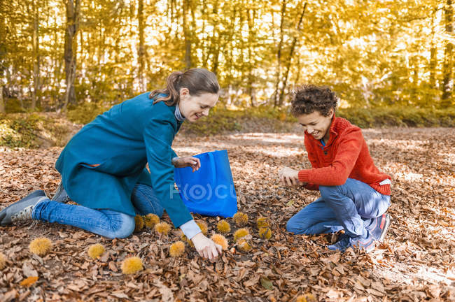 Mãe e filho coletando castanhas doces na floresta outonal — Fotografia de Stock