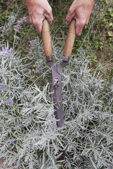 Lavanda Uomo Potatura In Giardino Caucasico Cespuglio Stock Photo