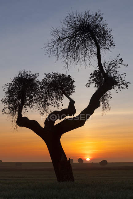 Spagna, Provincia di Zamora, albero sul campo nella Riserva di Lagunas de Villafila — Foto stock