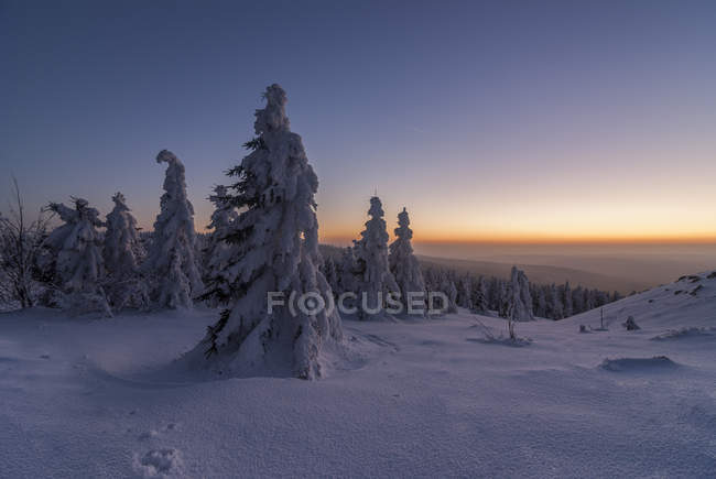 Germania, Bassa Sassonia, Harz National Park, Wolfswarte in inverno al crepuscolo — Foto stock