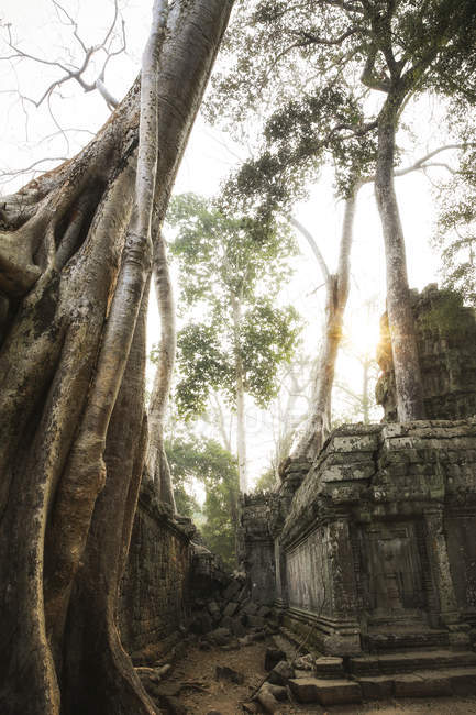 Kambodscha, Angkor, ta Prohm Tempel, Tomb Raider Filmstandort — Stockfoto