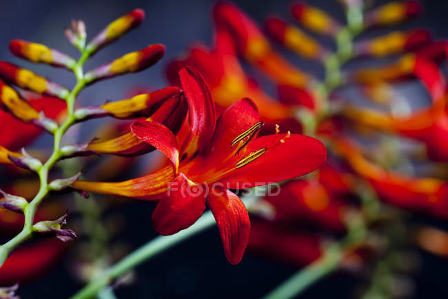 Nahaufnahme von bunten roten Montbretia-Blumen — Stockfoto