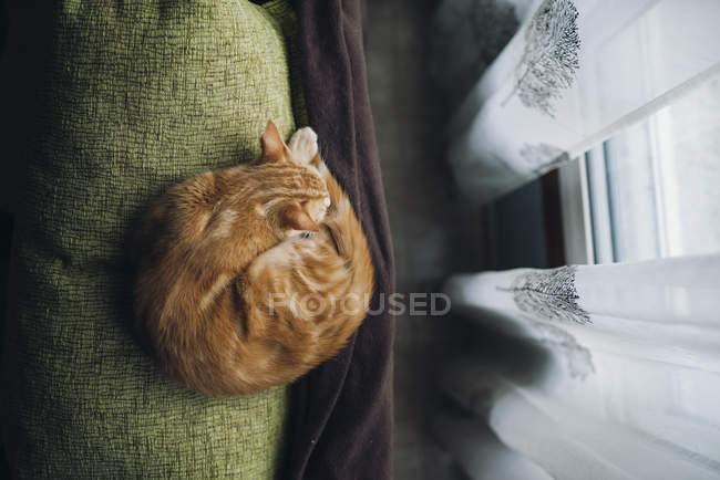 Vista aerea di un gatto zenzero che dorme vicino alla finestra — Foto stock