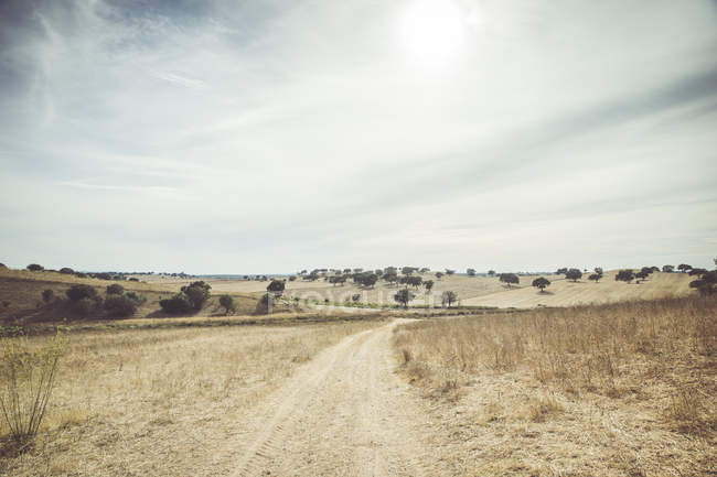 Portugal, Setubal, Field with trees and cloudy sky on background — Stock Photo