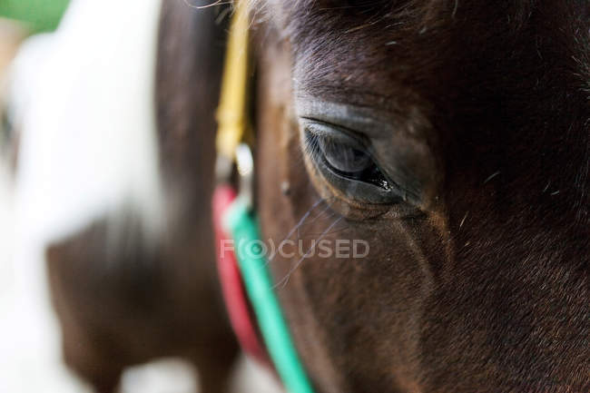 Начальник коня, Закри — стокове фото