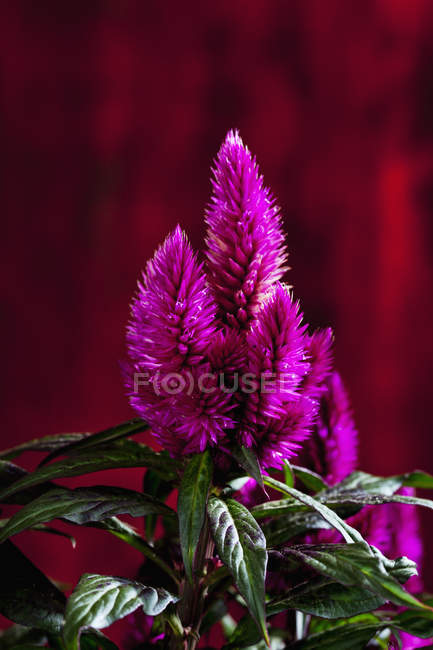 Vue rapprochée de fleur de cockscomb à plumage coloré — Photo de stock
