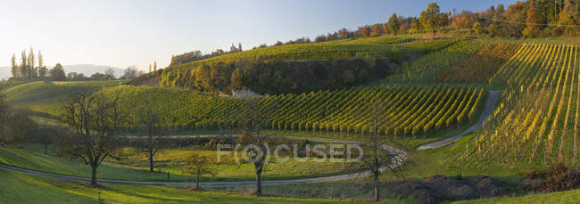 Німеччина, Ueberlingen, виноградники восени — стокове фото