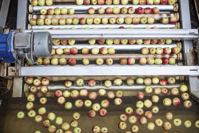 Apples in factory on conveyor belt — Stock Photo