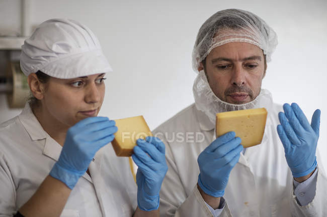 Сырные фабрики проверяют качество сыра — стоковое фото