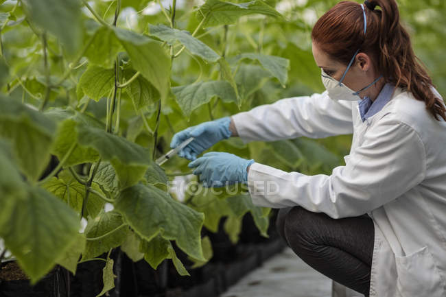 Scienziata in serra con siringa — Foto stock