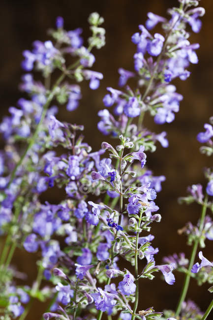 Nahaufnahme der blühenden Nepeta cataria-Pflanze — Stockfoto