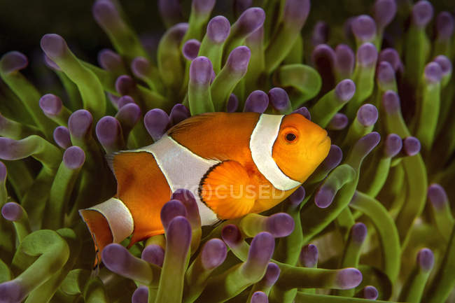 Bali, Ocellaris Clownfish in sea anemone — Stock Photo