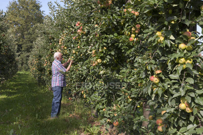 Старший людина, розглядаючи фрукти на apple плантації — стокове фото