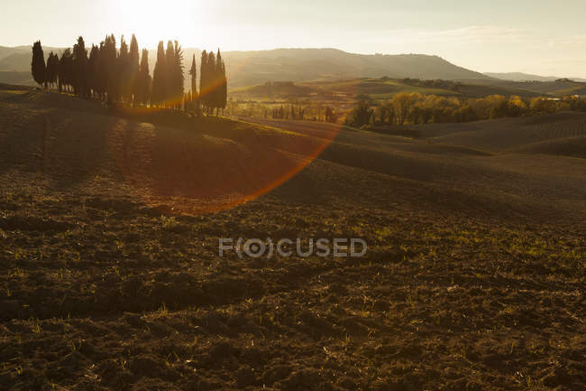 Italia, Toscana, Val d'Orcia, paesaggio ondulato con gruppo di alberi — Foto stock