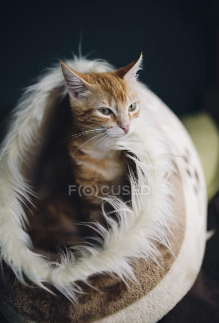 Sleepy Ginger cat sitting in his fluffy house — Stock Photo