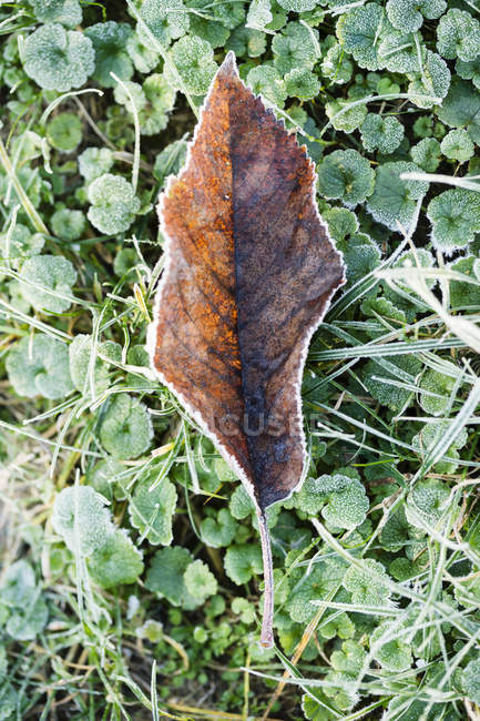 Hoja de otoño cubierta de escarcha en un prado - foto de stock