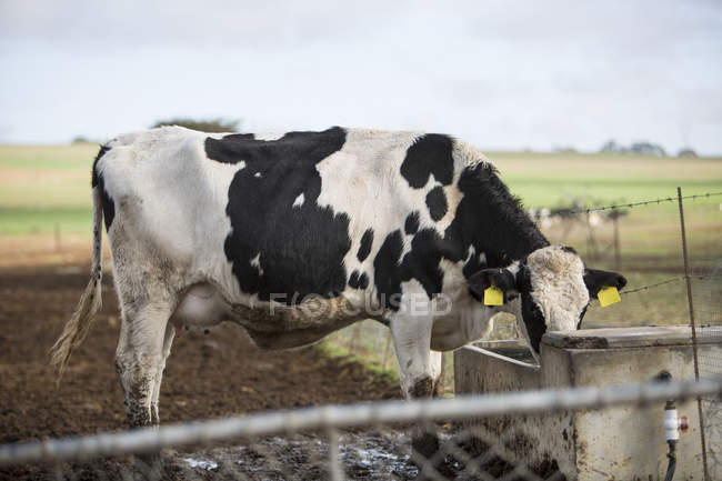 Daytime view of cow drinking outdoors — Stock Photo
