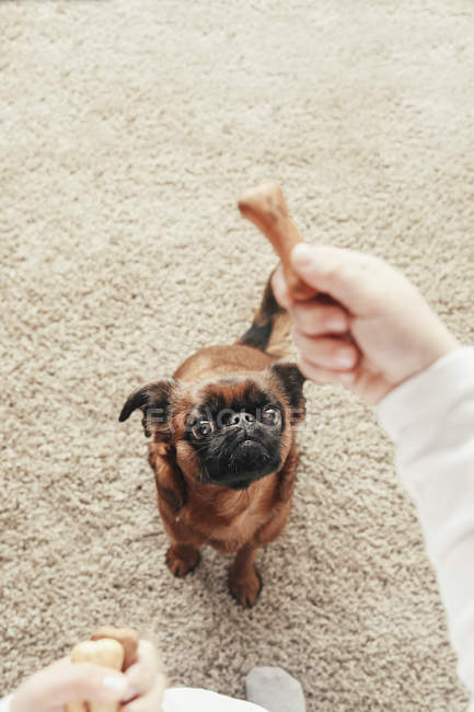 Primer plano de niña entrenamiento perro en casa - foto de stock