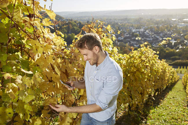 Молодий чоловік у винограднику беручи малюнок із стільникового телефону — стокове фото