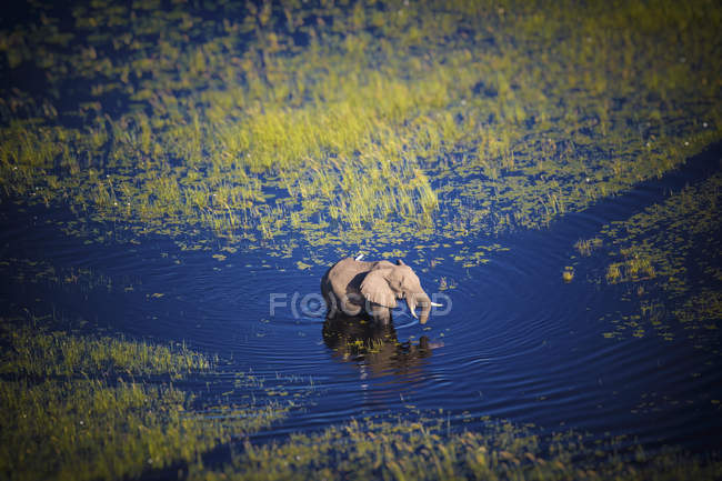 Botswana, Elefante caminando en el río Okavango en alta mar - foto de stock