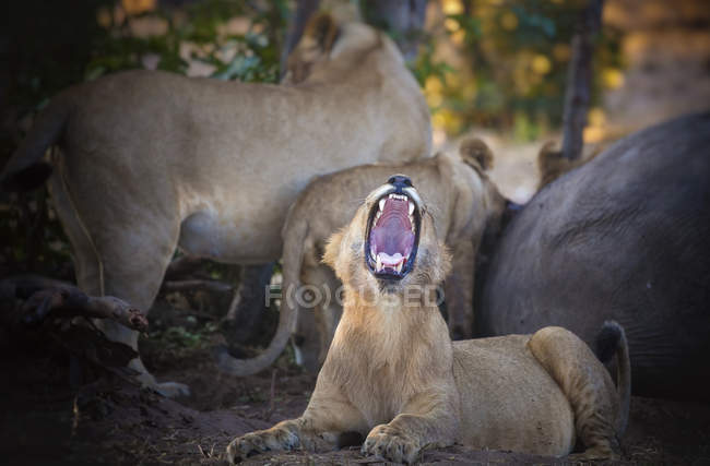 Ботсвана, национальный парк Чобе, молодой лев ревет, пока стая ест добычу — стоковое фото