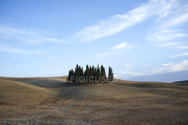 Italia, Toscana, Val d 'Orcia, grupo de cipreses - foto de stock