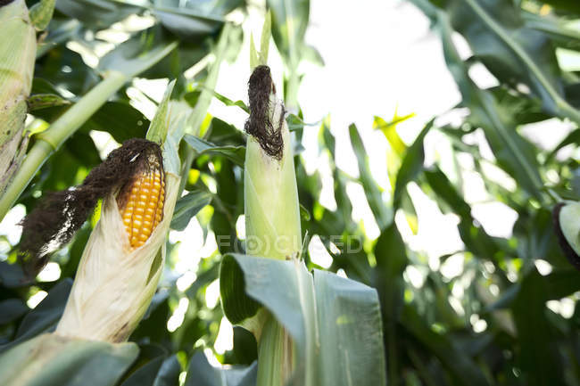 Mazorcas de maíz maduras en Cornfield - foto de stock
