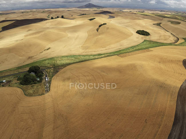 USA, Washington State, Palouse hills, wheat fields during harvesttime — Stock Photo