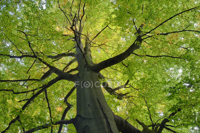 Árbol) en el bosque, Suiza sajona - foto de stock