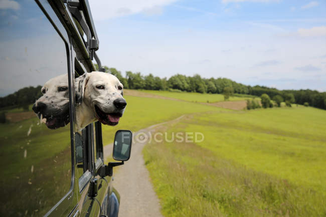 Mongrel regardant hors du véhicule — Photo de stock