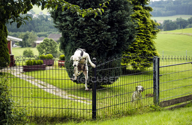 Dog climbing over fence — Stock Photo