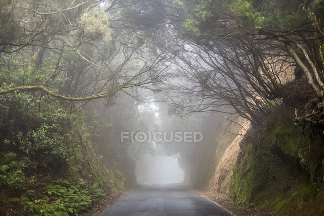 Strada nebbiosa vuota — Foto stock