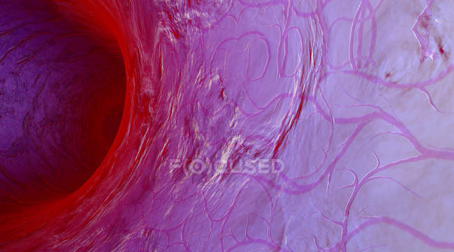 Illustation of Blood vessel — Stock Photo