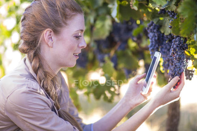 Жінка в винограднику фотографує виноград — стокове фото