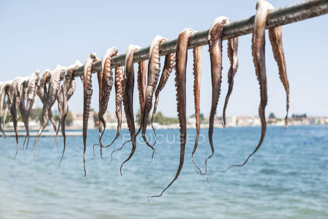 Octopus hanging to dry on bar — Stock Photo