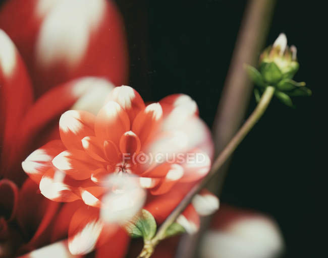 Dalia rojo-blanca, doble exposición - foto de stock