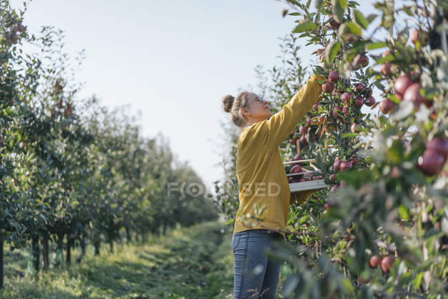 Jeune femme récolte des pommes — Photo de stock