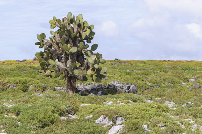 Ecuador, Galapagos, a Galapagos prickly pear, Opuntia echios, stands between a carpet of Galapagos Shoreline Purslane or Sea Purslane — Stock Photo