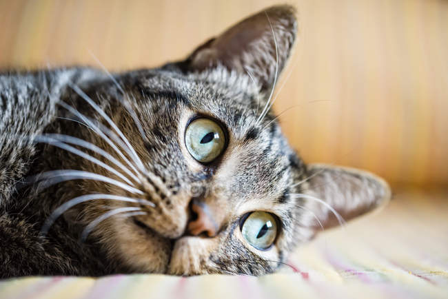 Close-up of Tabby cat lying on sofa — Stock Photo