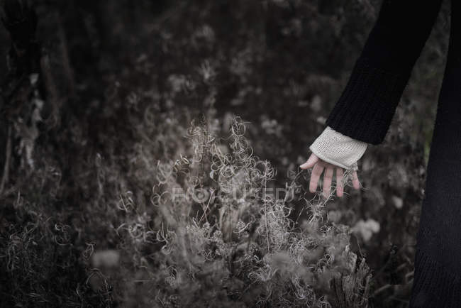 Mão da mulher tocando plantas — Fotografia de Stock