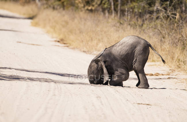 Simbabwe, Parque Nacional Hwabge, Elefante bebé jugando en la arena - foto de stock