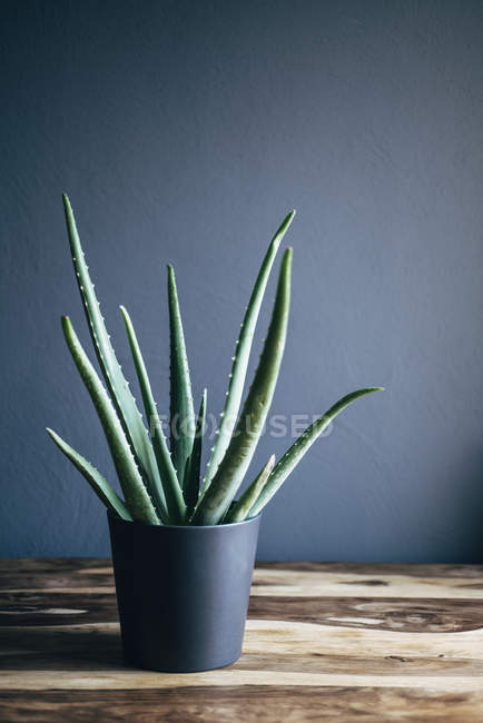 Растение Алоэ Вера на деревянном столе — стоковое фото