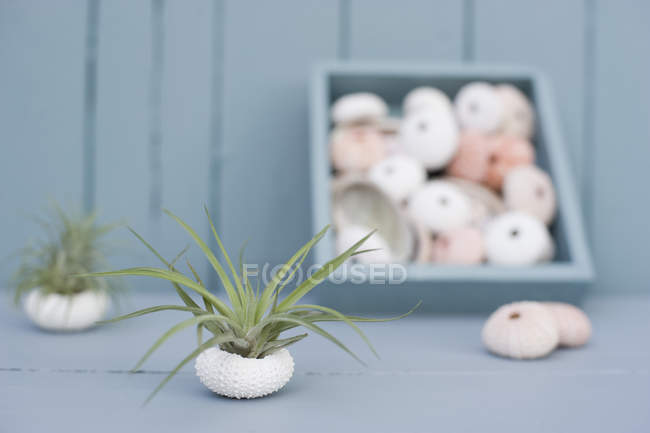 Tillandsias, повітря рослини в корпуси морського їжака, як прикраси ванної — стокове фото